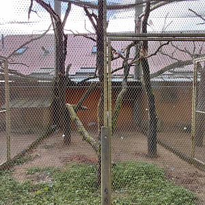 Galah outdoor exhibit