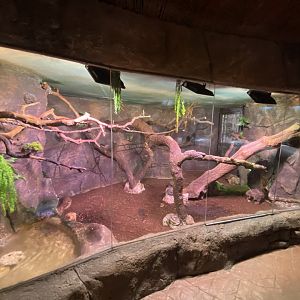 Red-footed tortoise enclosure