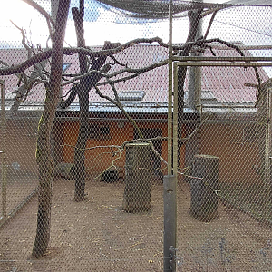 Australian magpie + bettong exhibit