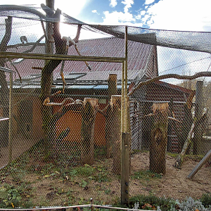 Hyacinth macaw aviary