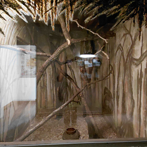 Common brushtail possum exhibit