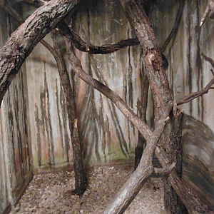 Common brushtail possum exhibit