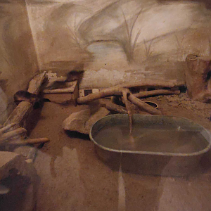 Rakali exhibit