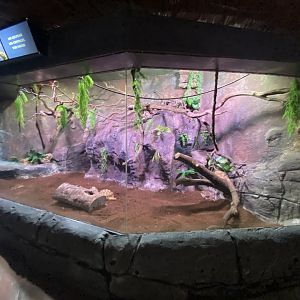 Pygmy marmoset enclosure