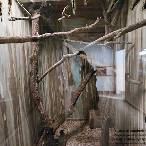 Ground cuscus + woylie exhibit