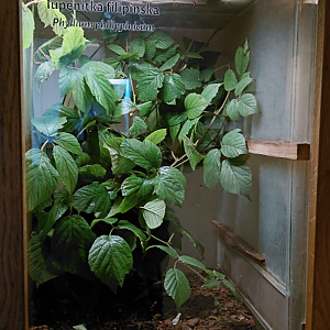 Leaf insect exhibit