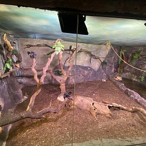 Goeldi’s monkey enclosure