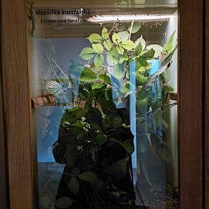 Spiny leaf insect exhibit