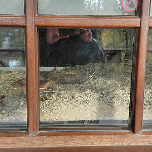 Spinifex hopping mouse exhibit