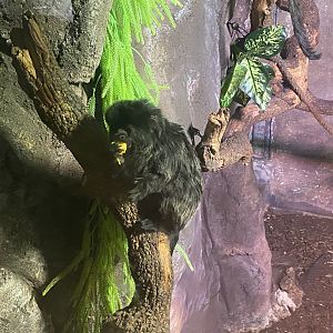 Goeldi’s monkey