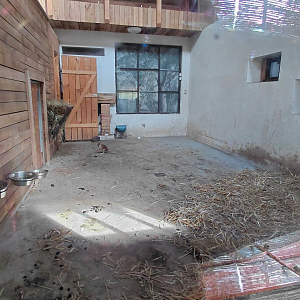 Pademelon + wallaroo indoor exhibit