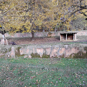 Pademelon + wallaroo outdoor exhibit