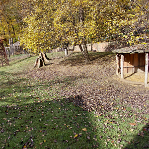 Pademelon + wallaroo outdoor exhibit