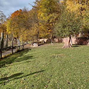 Pademelon + wallaroo outdoor exhibit