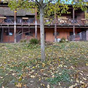 Cape Barren goose exhibit
