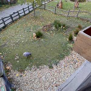 Cape Barren goose exhibit