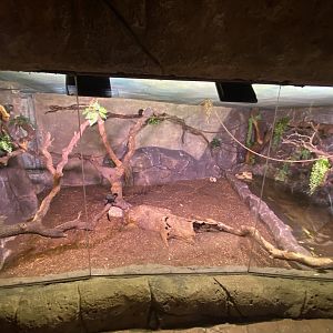 Full view of Goeldi’s monkey enclosure