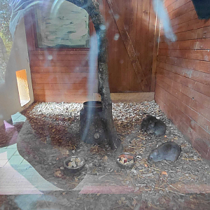 Swift parrot + potoroo indoor exhibit