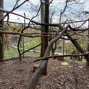 Brushtail possum + bettong outdoor exhibit