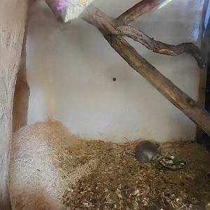 Brushtail possum + bettong indoor exhibit