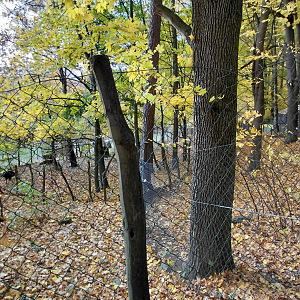 Southern cassowary + goose exhibit