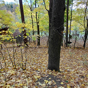 Southern cassowary + goose exhibit