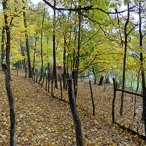 Southern cassowary + goose exhibit