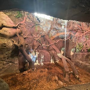 Linne’s two-toed sloth enclosure