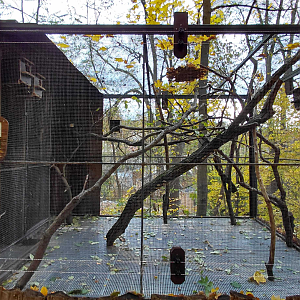 Siberian flying squirrel exhibit