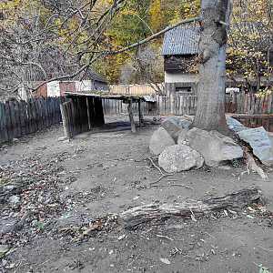 Pygmy hippo outdoor exhibit