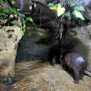 Pygmy hippo indoor exhibit