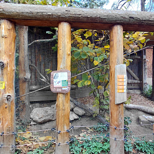 Eurasian scops owl exhibit