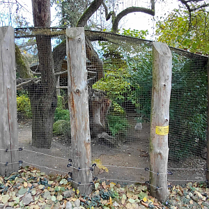 Red-legged seriema aviary