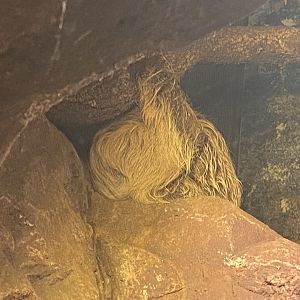 Linne’ two-toed sloth