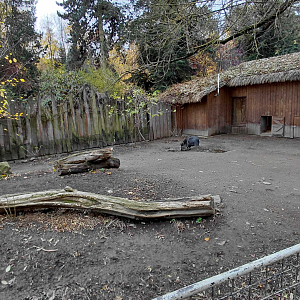 Chacoan peccary outdoor exhibit