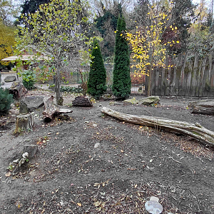 Chacoan peccary outdoor exhibit