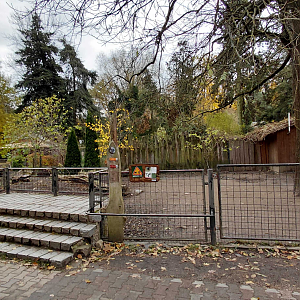Chacoan peccary outdoor exhibit
