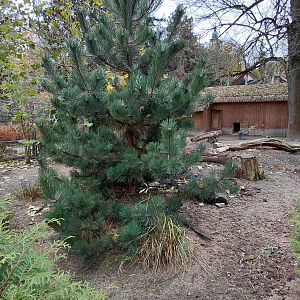 Chacoan peccary outdoor exhibit