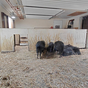 Chacoan peccary indoor exhibit
