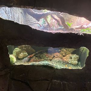 Snapping turtle exhibit