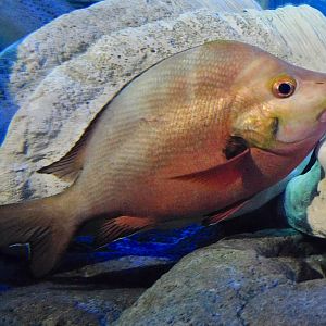 Humpback Red Snapper (Lutjanus gibbus) October 26, 2025