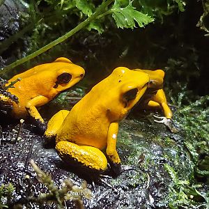 Golden Poison Dart Frog - Rainforest Adventures