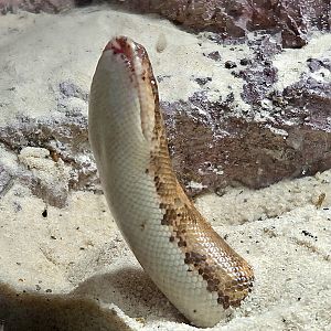 Kenyan Sand Boa - Rainforest Adventures
