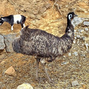 Emu - Rainforest Adventures