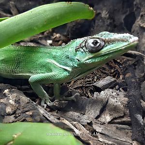 Cuban Knight Anole - Rainforest Adventures