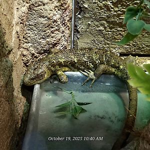 Solomon Islands Skink - Rainforest Adventures