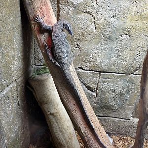 Mangrove Monitor - Rainforest Adventures