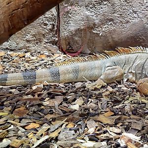 Green Iguana - Rainforest Adventures