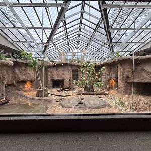 New Komodo Dragon Exhibit (2025)