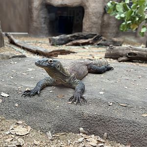 Charlie, Komodo Dragon